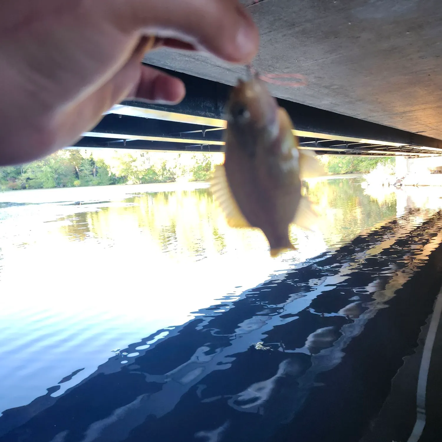 Redbreast sunfish caught on Fishbrain
