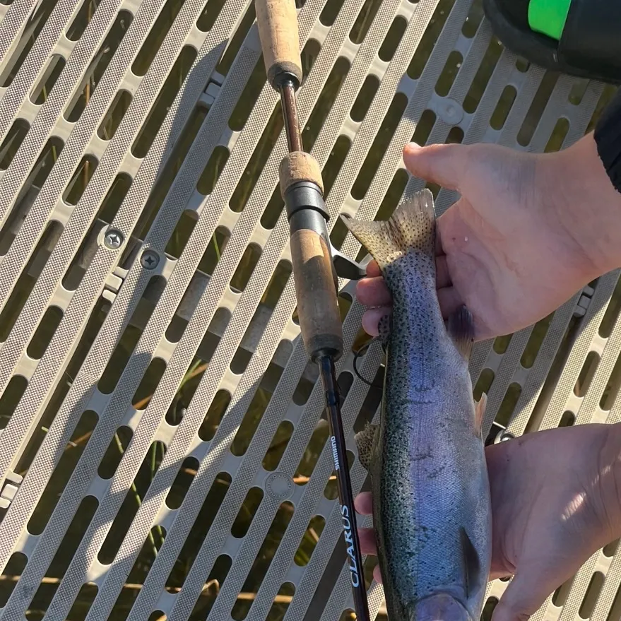 Rainbow trout caught on Fishbrain