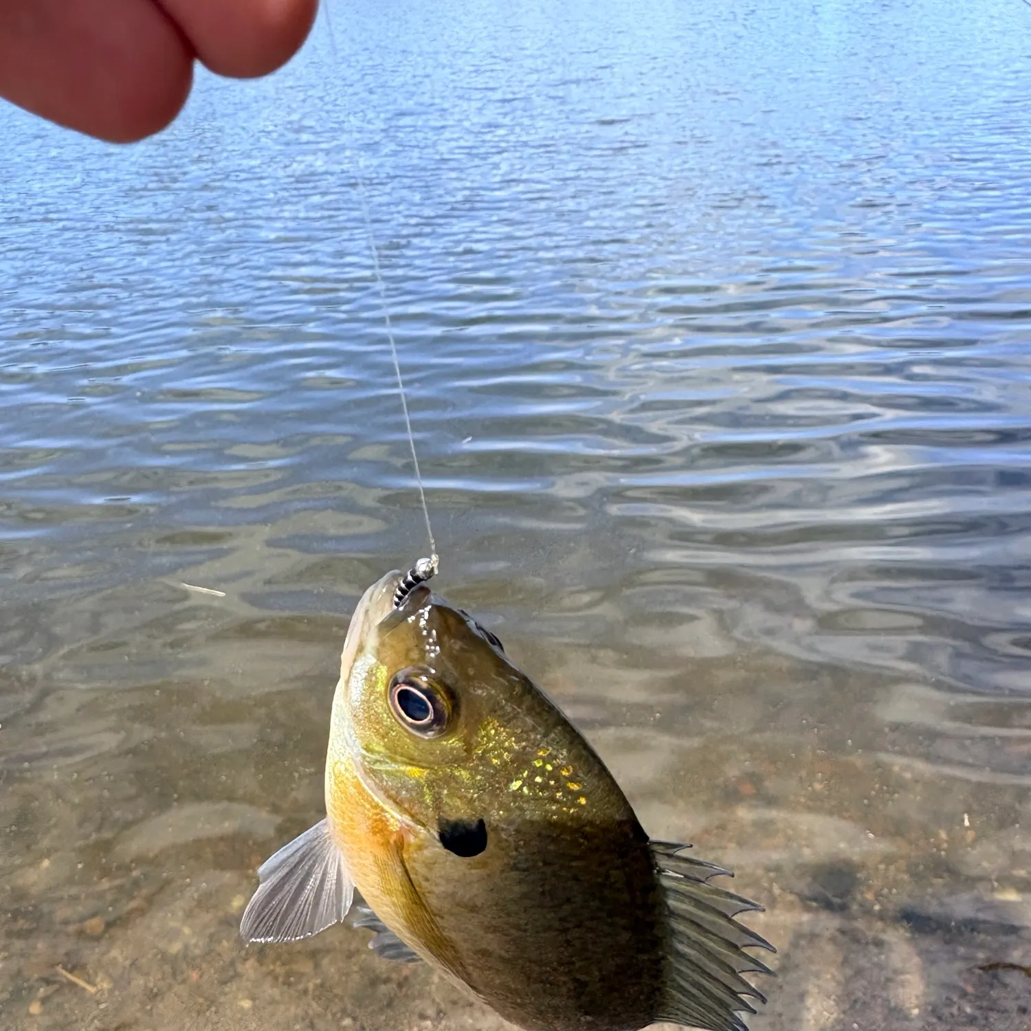 Bluegill caught on Fishbrain
