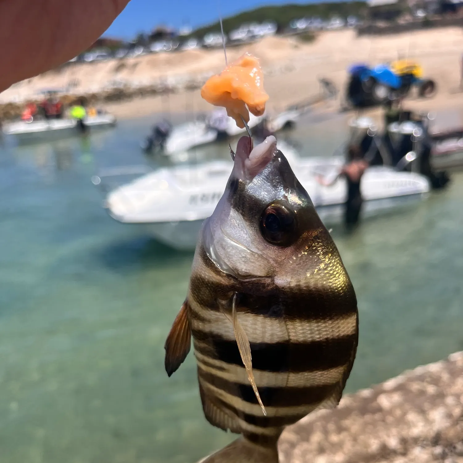 The most recent Sheepshead catches on Fishbrain