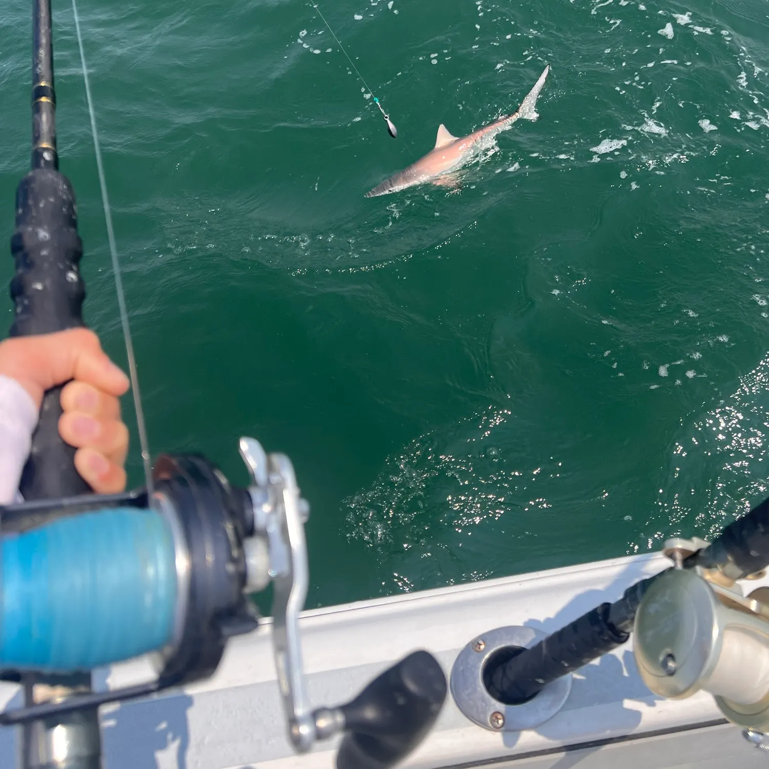 The most recent Blacktip shark catches on Fishbrain