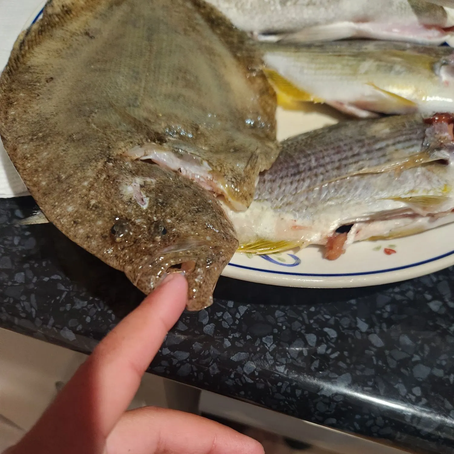 The most recent Largetooth flounder catches on Fishbrain