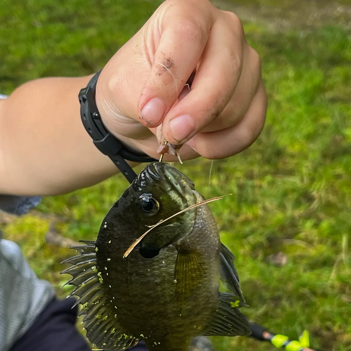Bluegill caught on Fishbrain