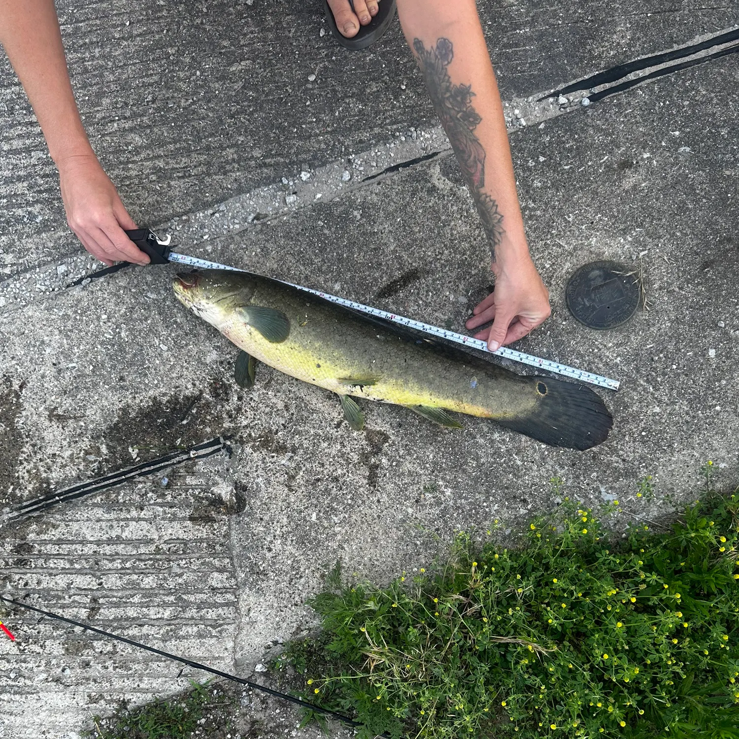 recently logged catches