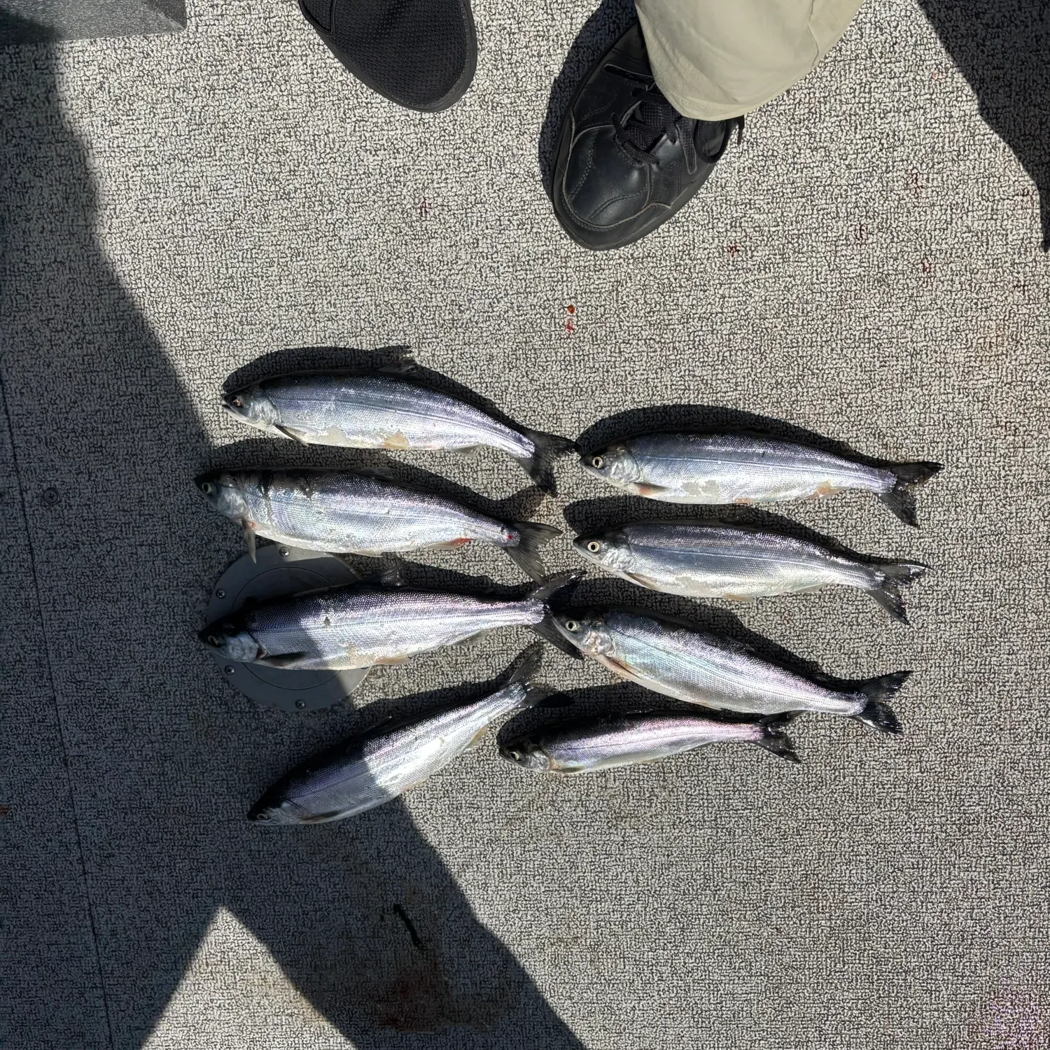 recently logged catches