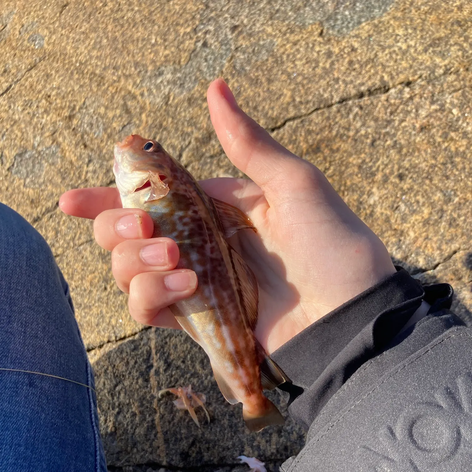 Atlantic cod caught on Fishbrain