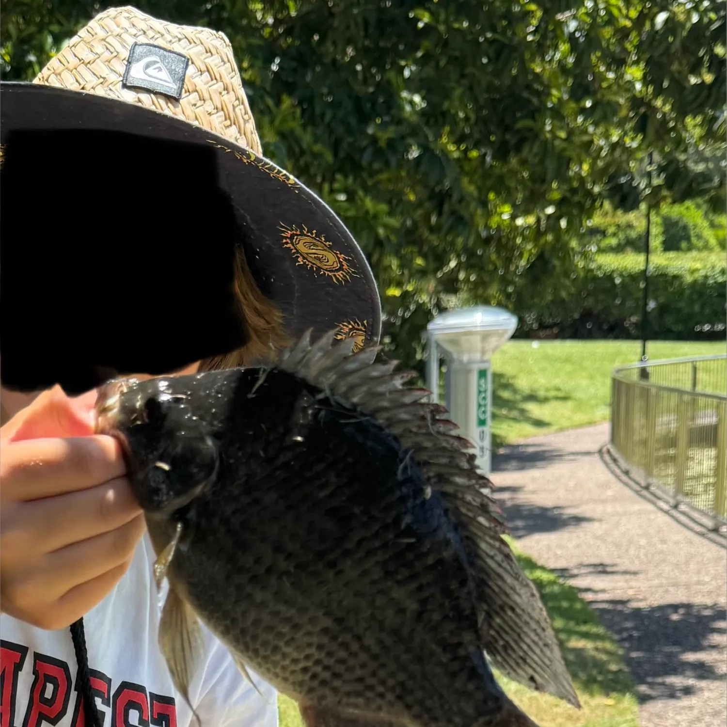 The most recent Mozambique tilapia catches on Fishbrain