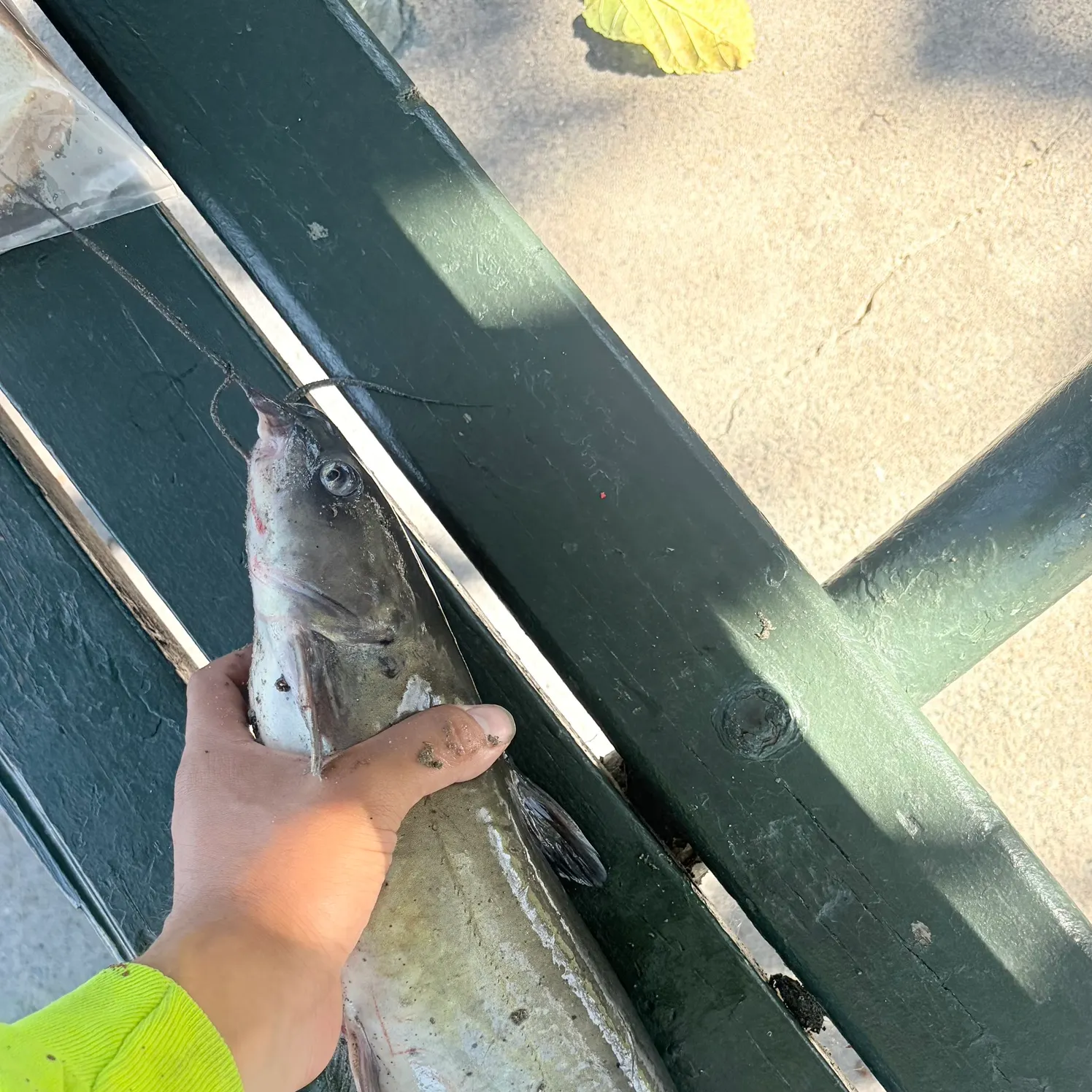Channel catfish caught on Fishbrain