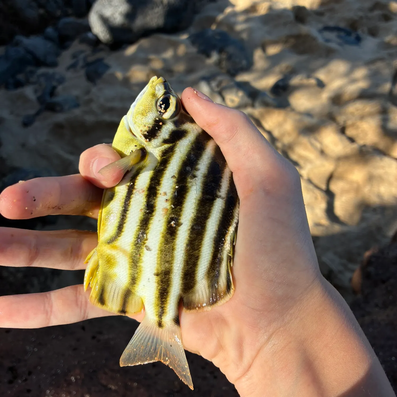 The most recent Stripey catches on Fishbrain