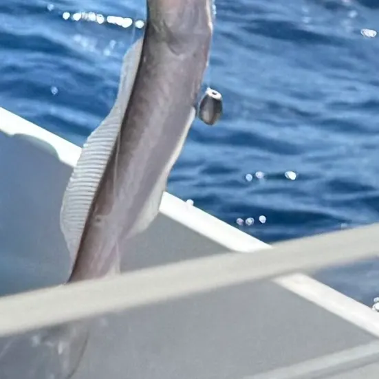 angler catch