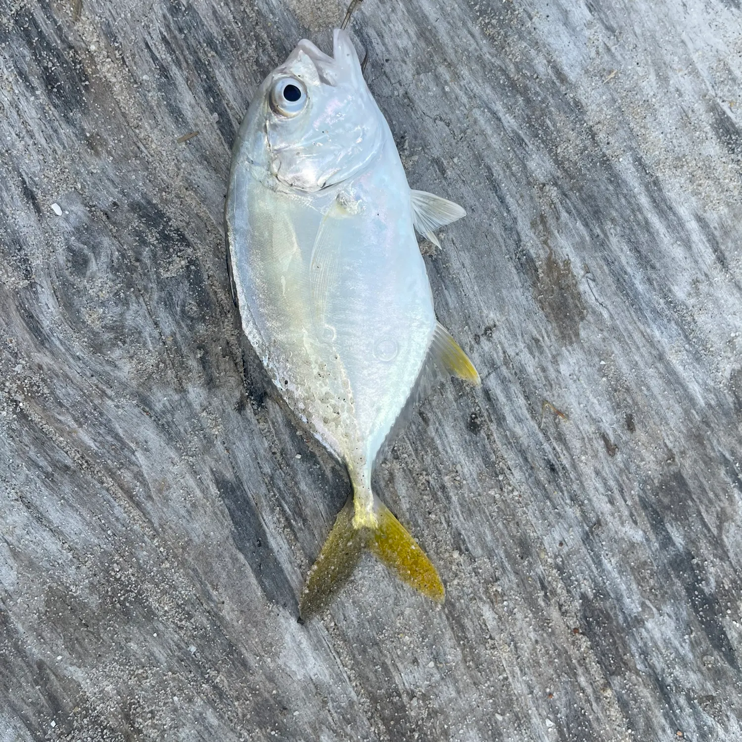 ᐅ Fortescue Creek fishing reports🎣• Fortescue, NJ (United States) fishing