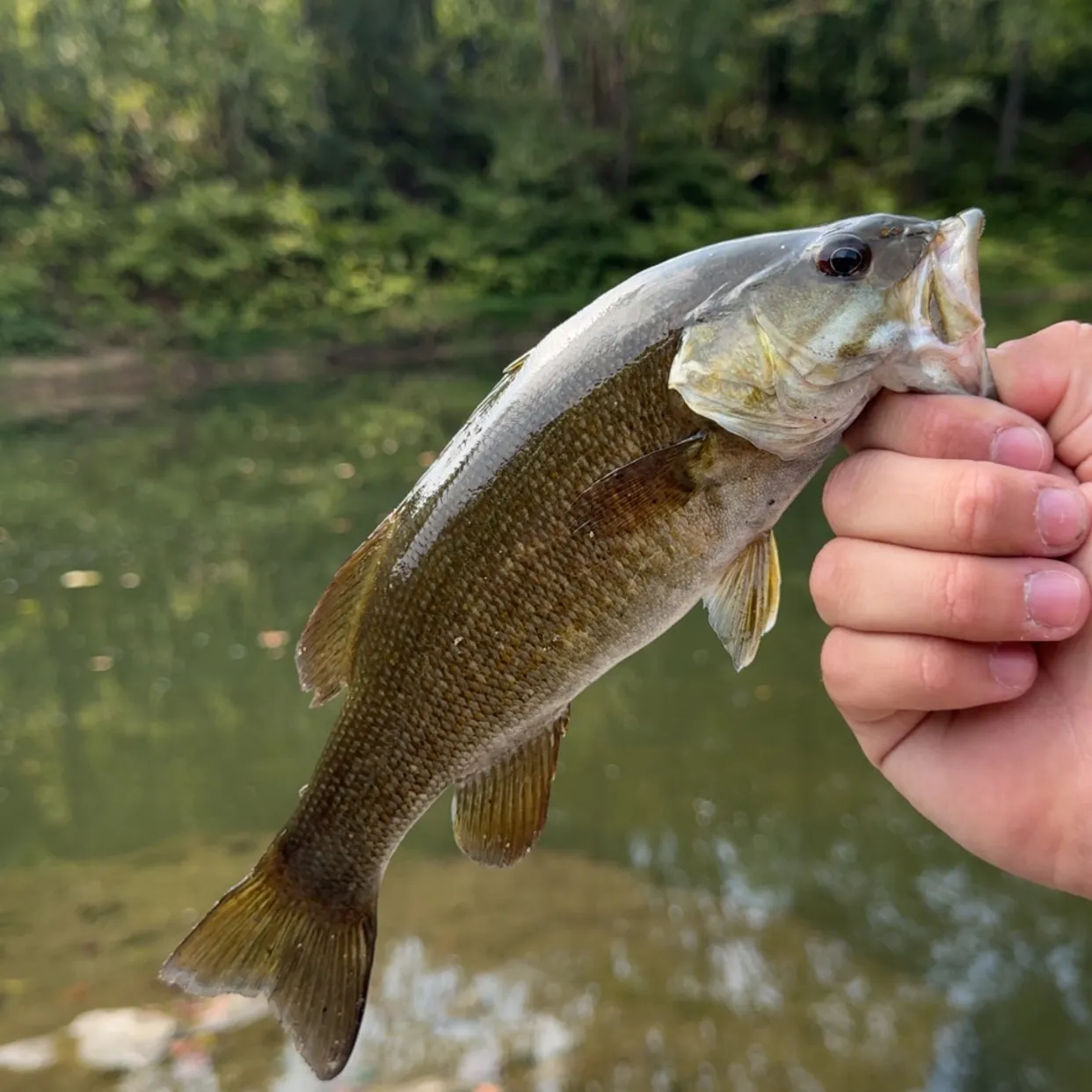 Smallmouth bass caught on Fishbrain