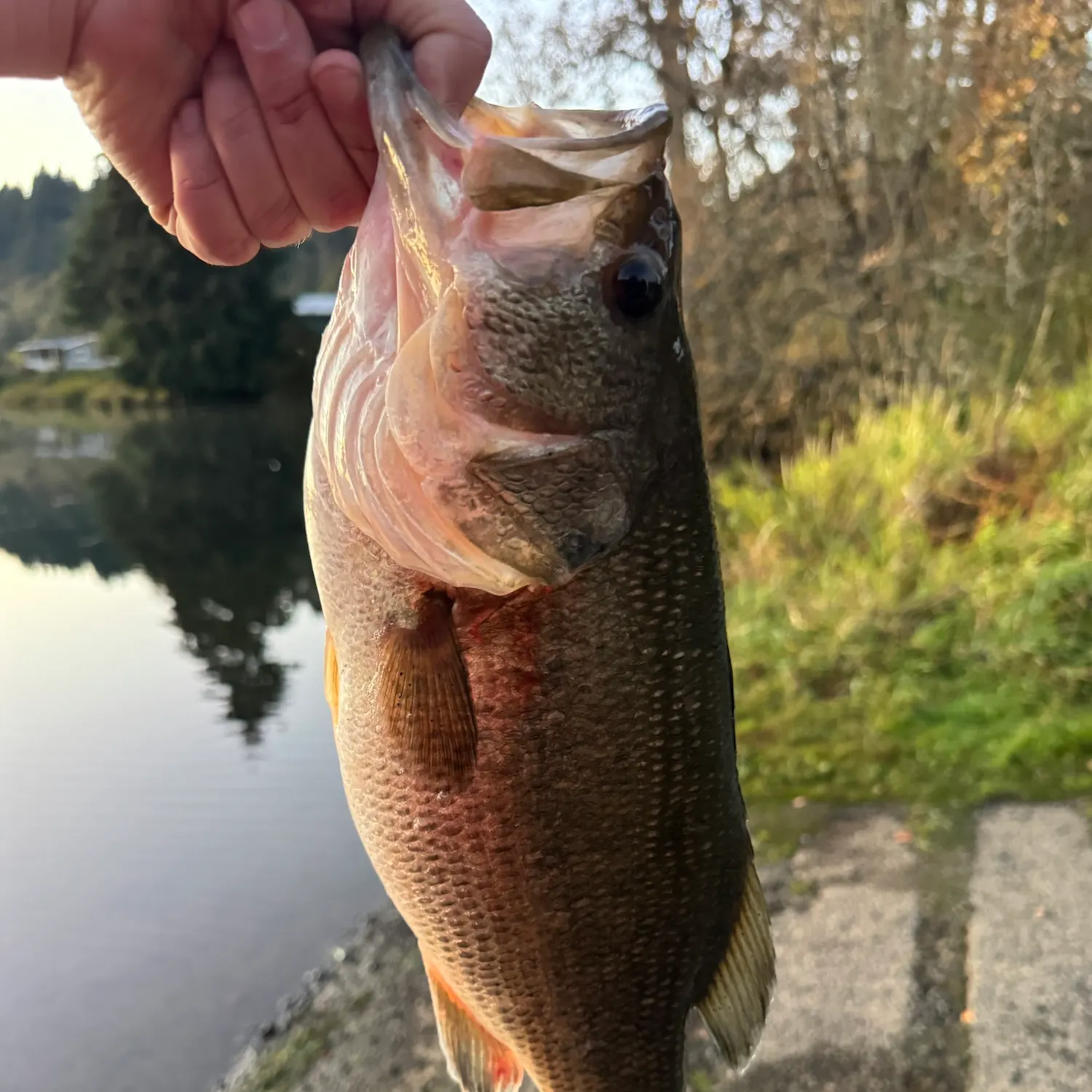 Largemouth bass caught on Fishbrain