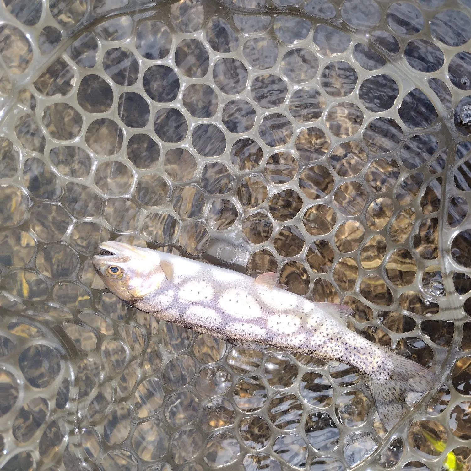 The most recent Colorado river cutthroat trout catches on Fishbrain