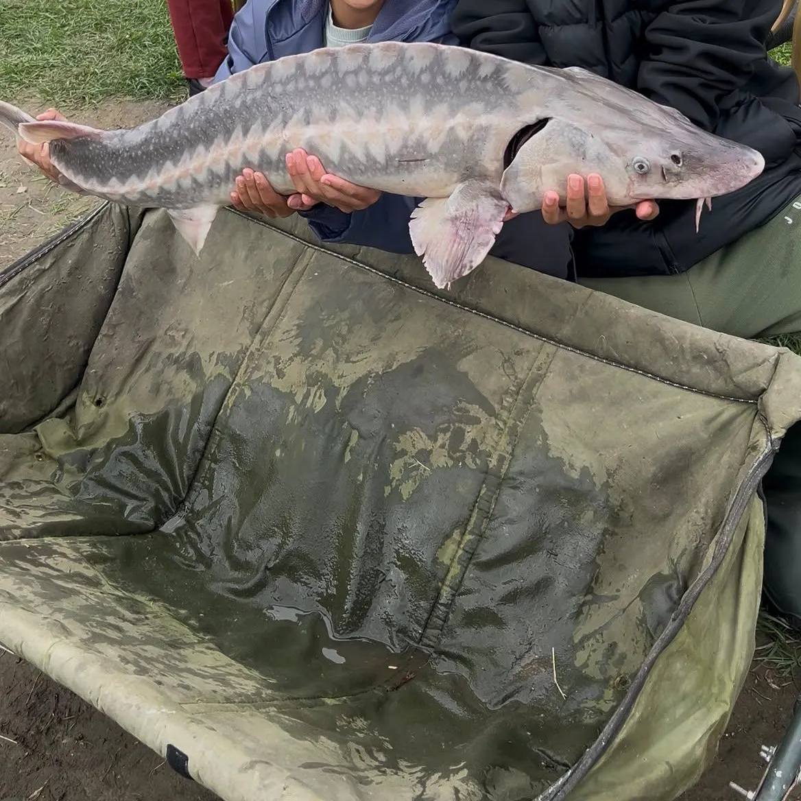 White sturgeon caught on Fishbrain
