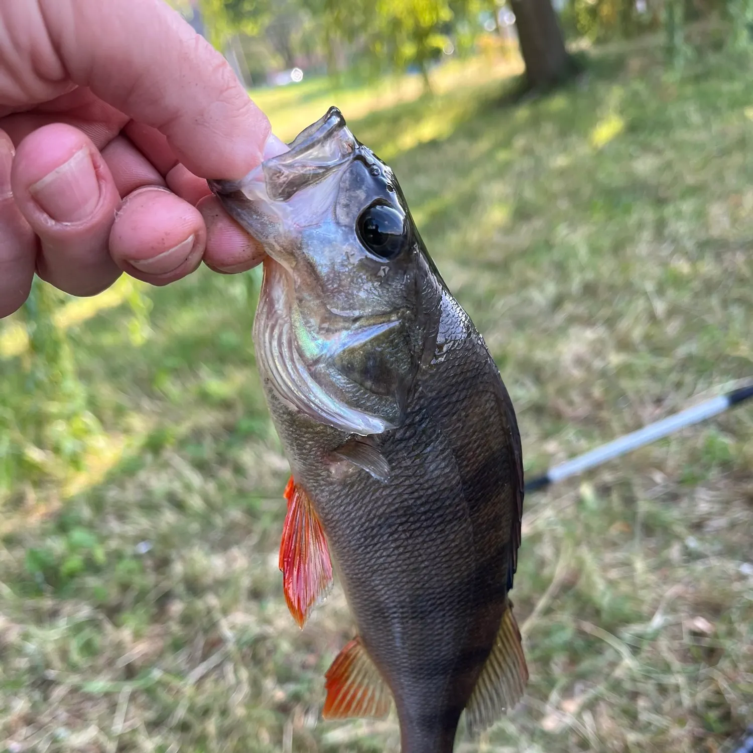 European perch caught on Fishbrain