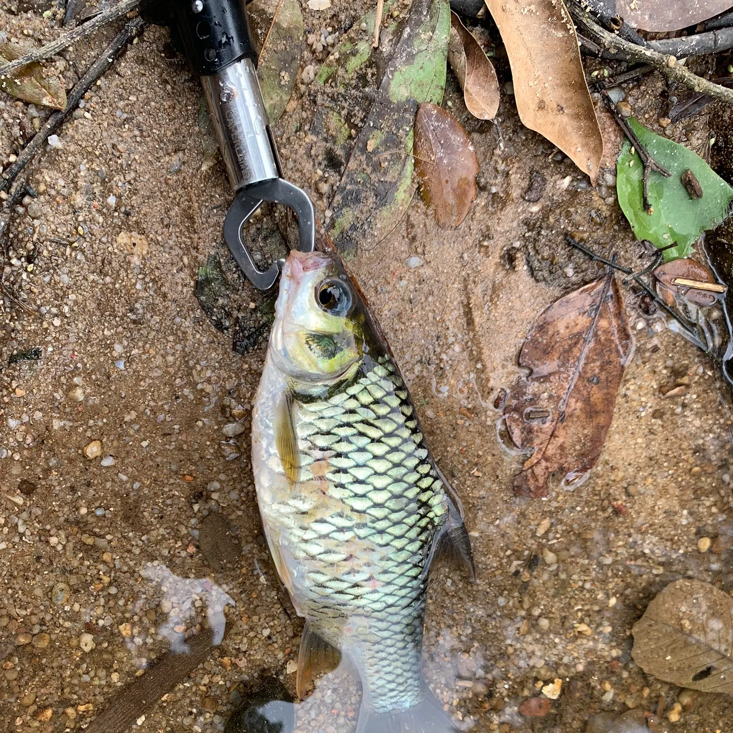 The most recent Java barb catches on Fishbrain