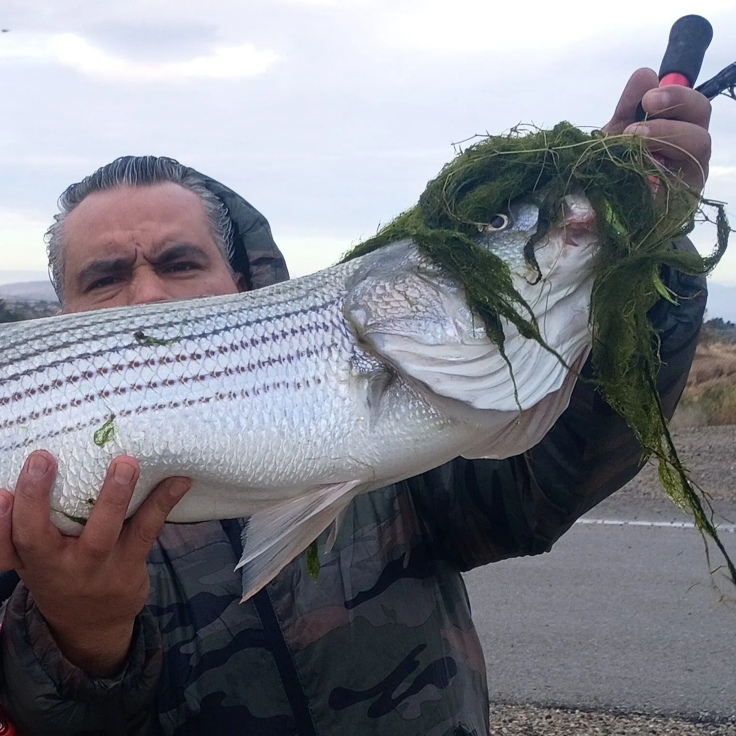 Striped bass caught on Fishbrain