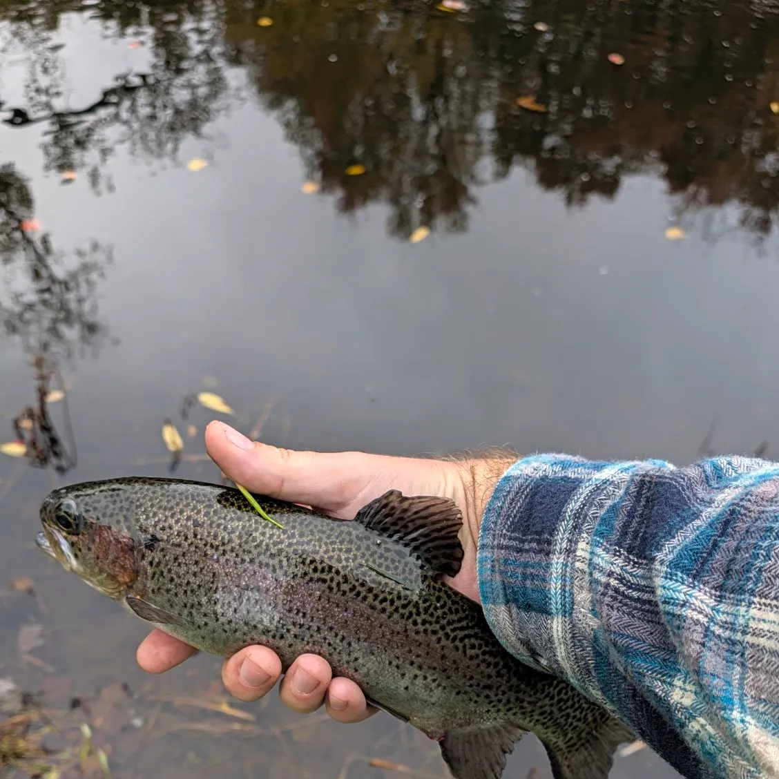 Rainbow trout caught on Fishbrain