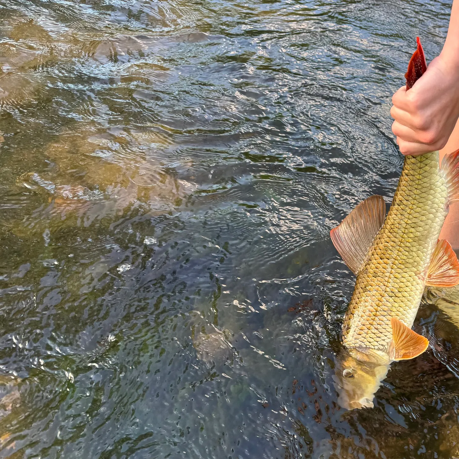 The most recent Greater redhorse catches on Fishbrain