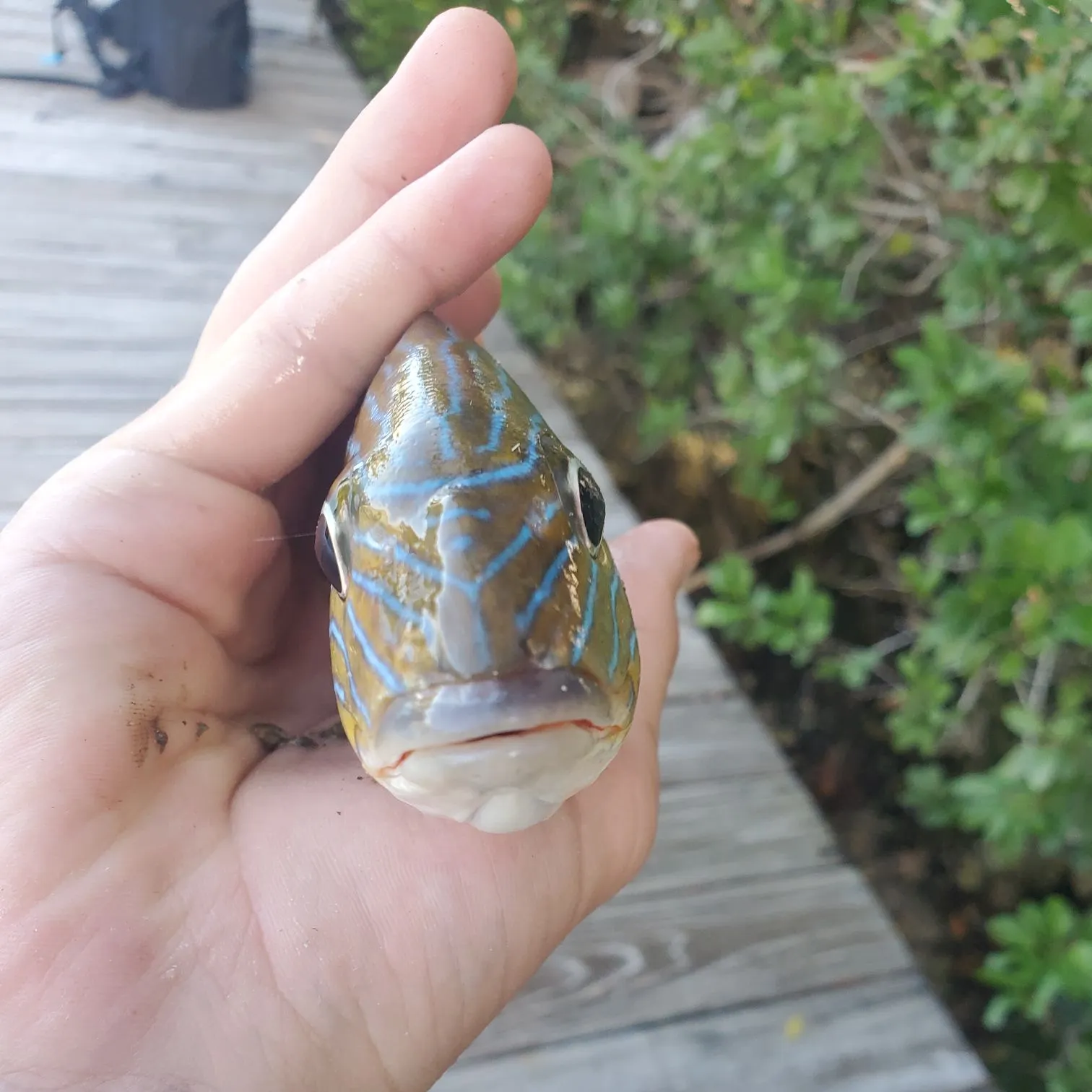 The most recent Bluestriped grunt catches on Fishbrain