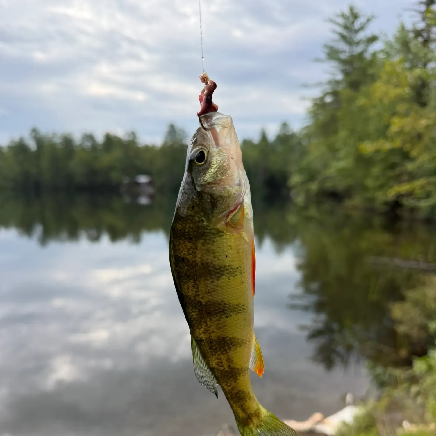 Yellow perch caught on Fishbrain