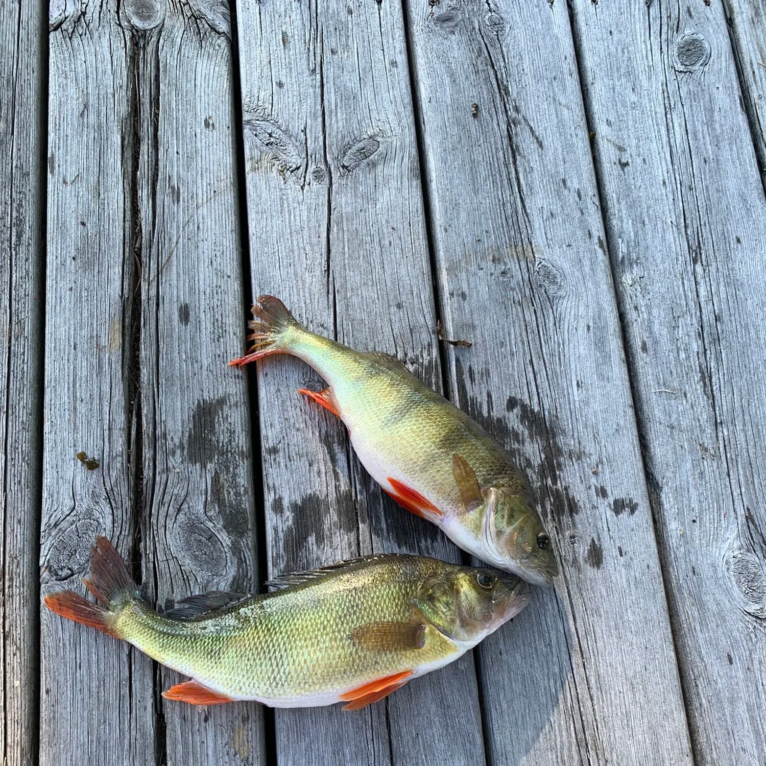 recently logged catches