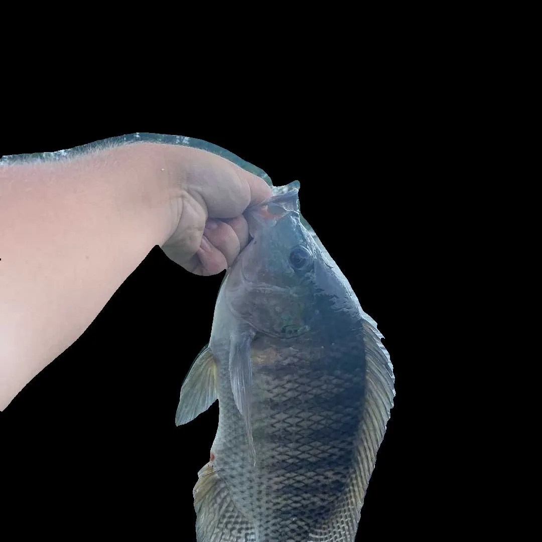 Blue tilapia caught on Fishbrain
