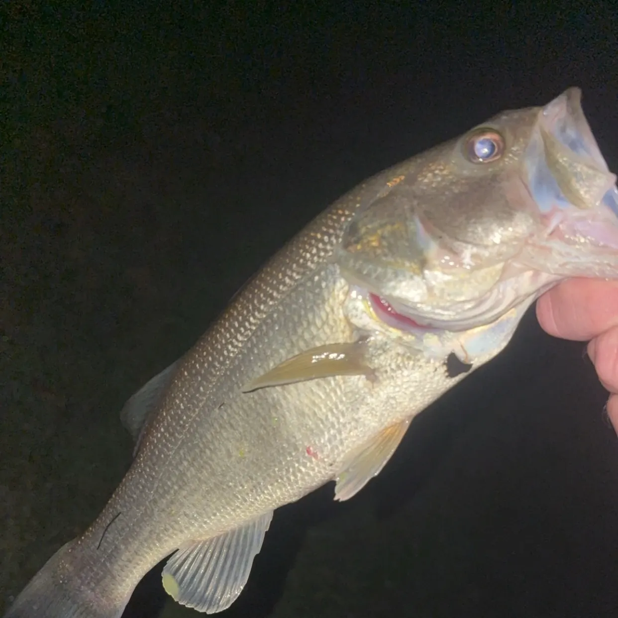 Largemouth bass caught on Fishbrain