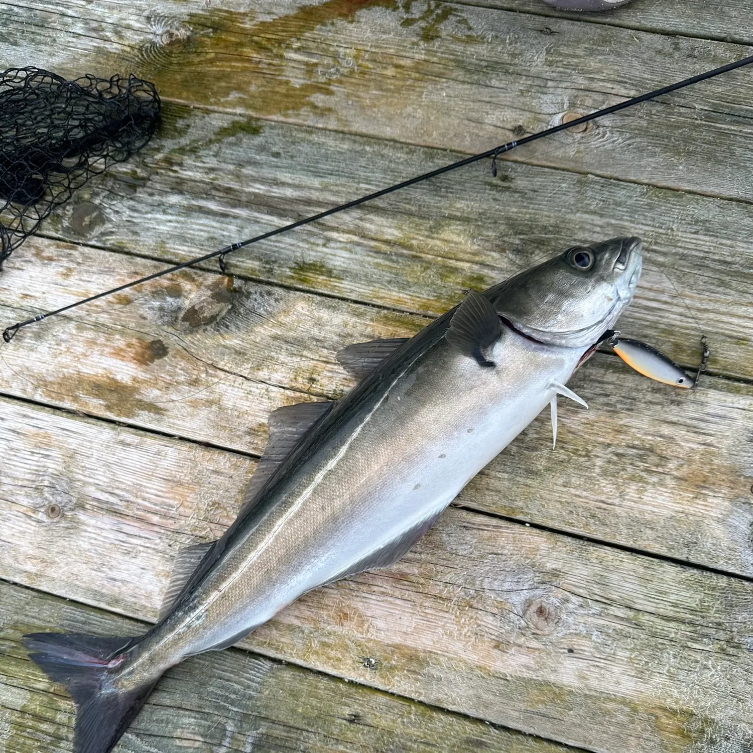 Atlantic pollock caught on Fishbrain