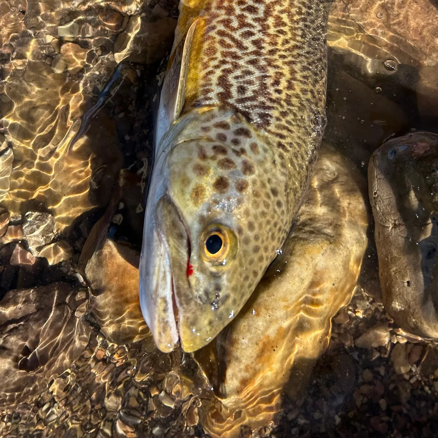 Tiger trout caught on Fishbrain