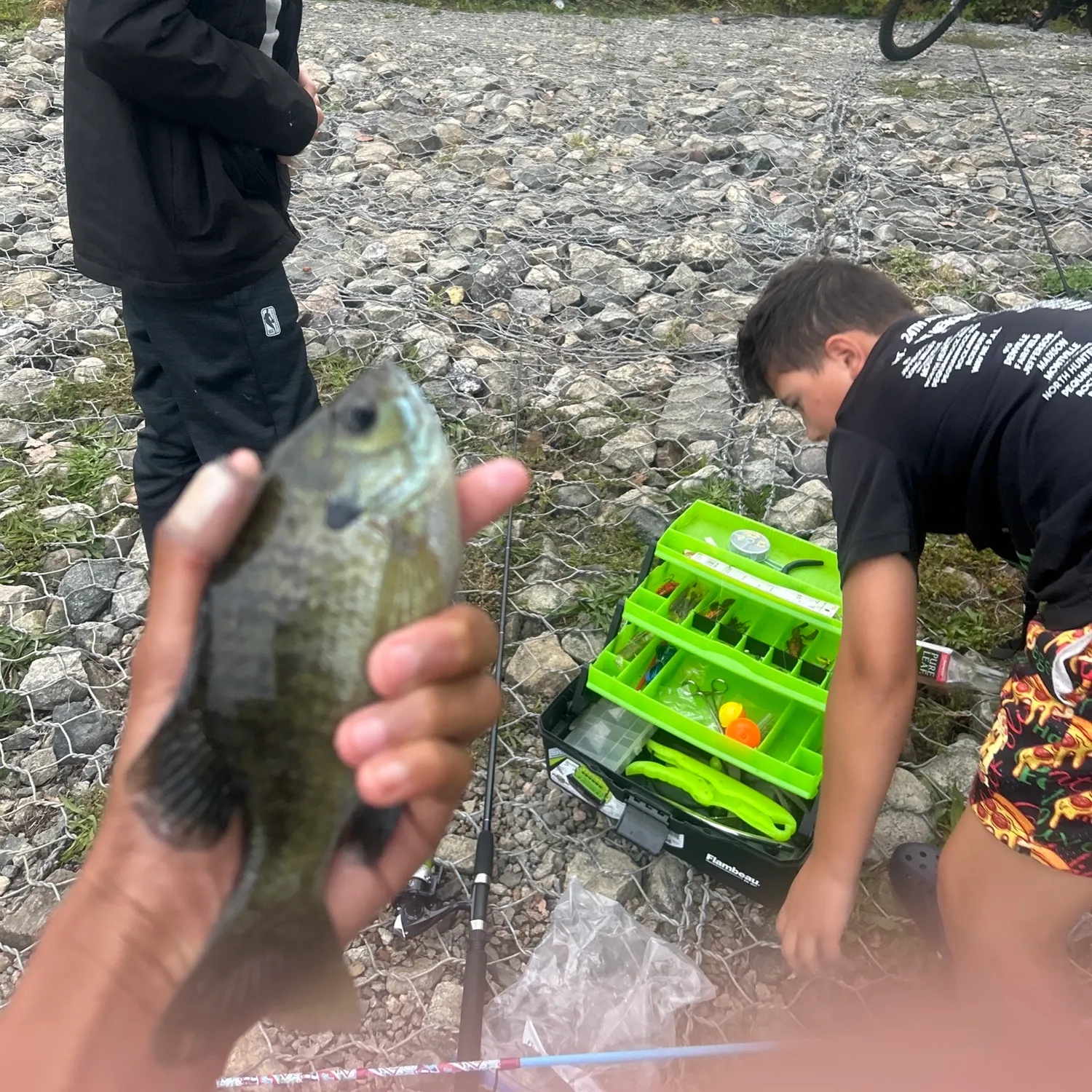 Bluegill caught on Fishbrain