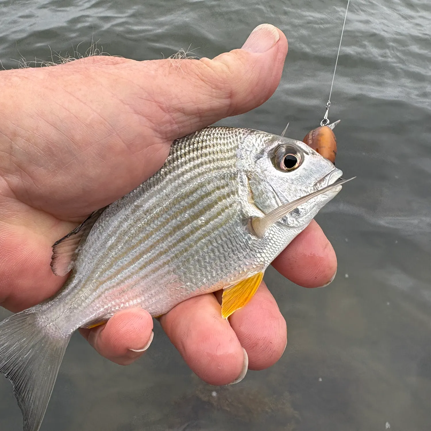 The most recent Goldlined seabream catches on Fishbrain