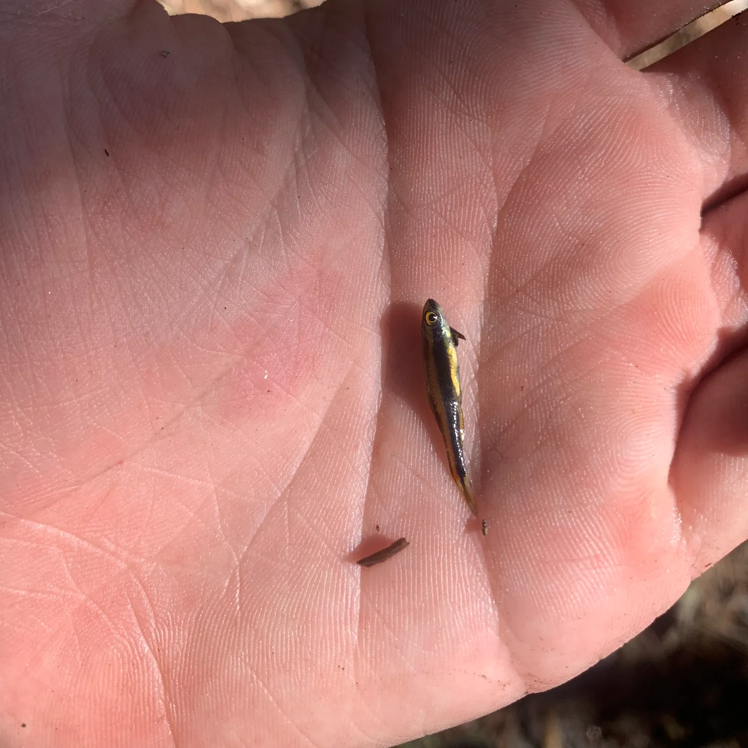 The most recent Sailfin shiner catches on Fishbrain