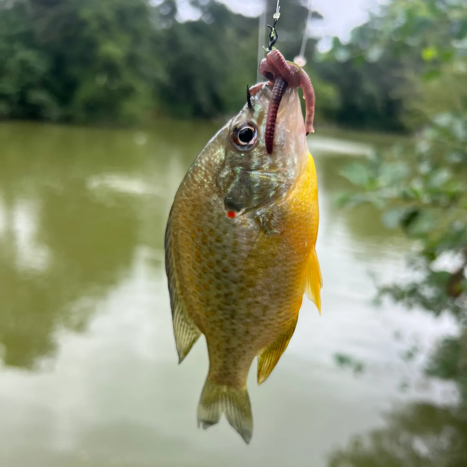 Pumpkinseed caught on Fishbrain