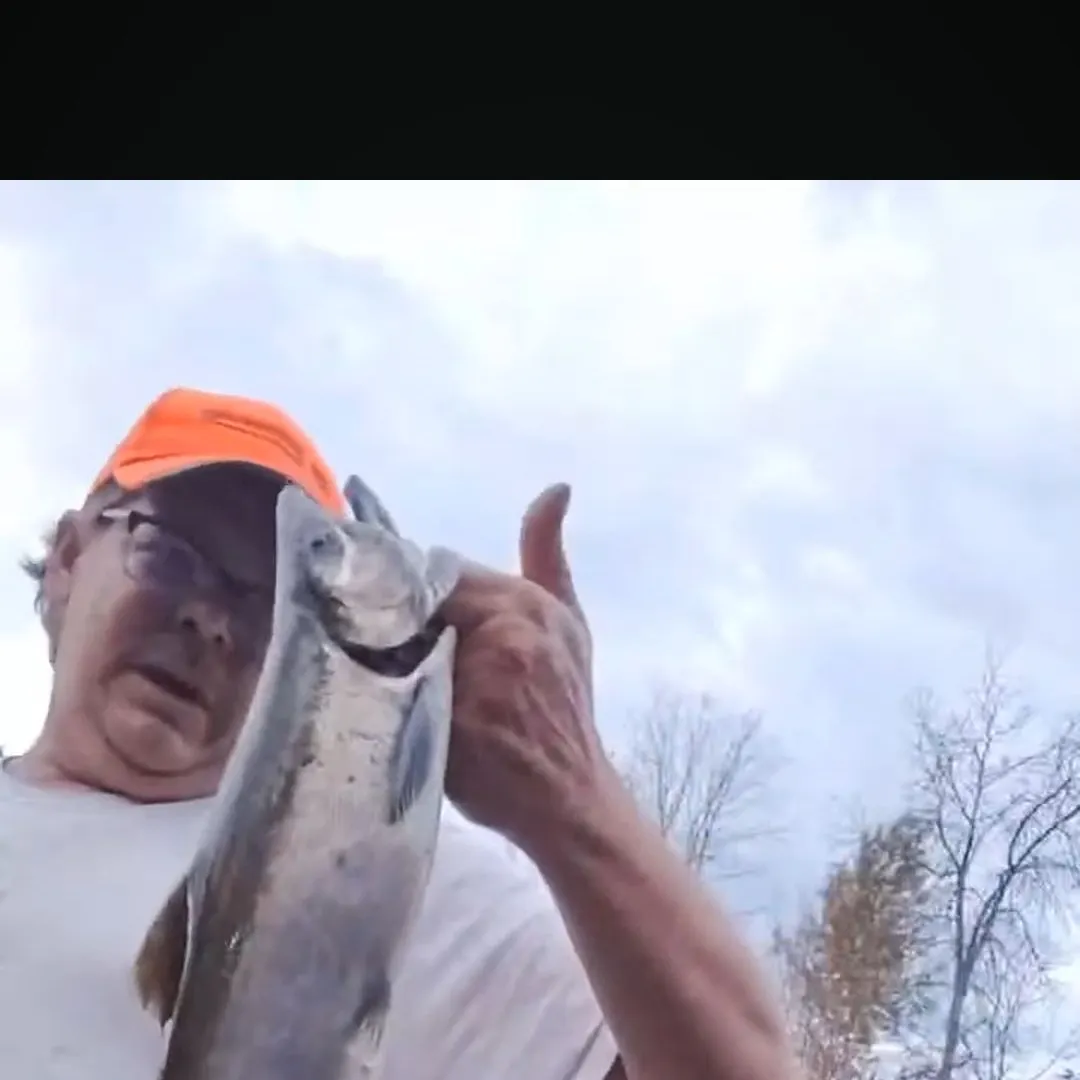 Coho salmon caught on Fishbrain