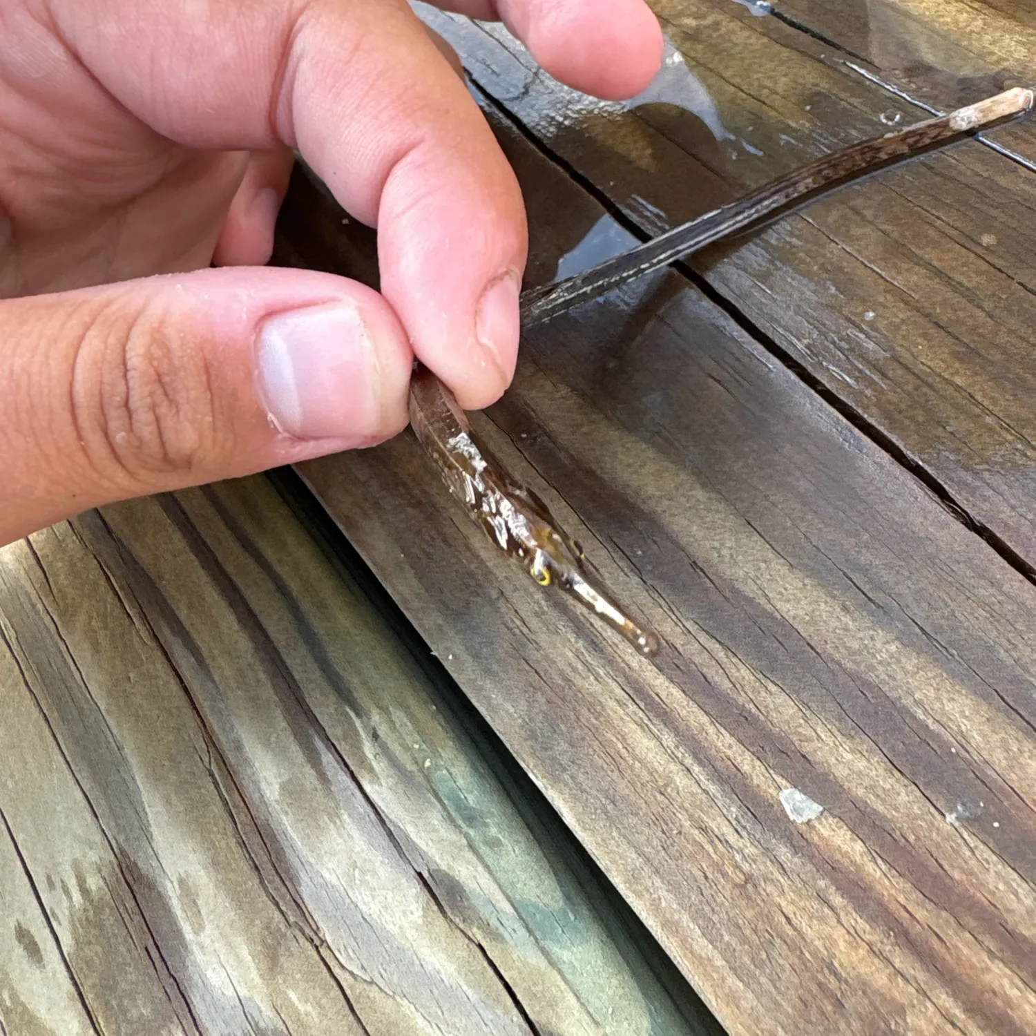 The most recent Bellybarred pipefish catches on Fishbrain