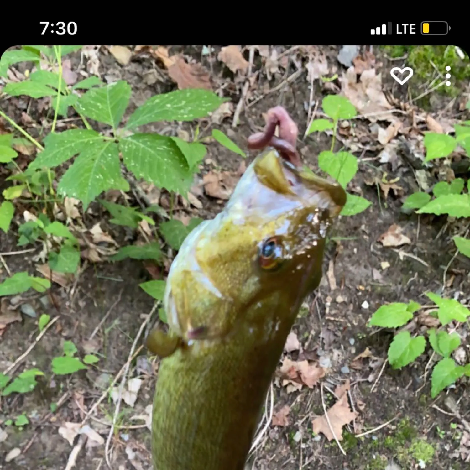 recently logged catches