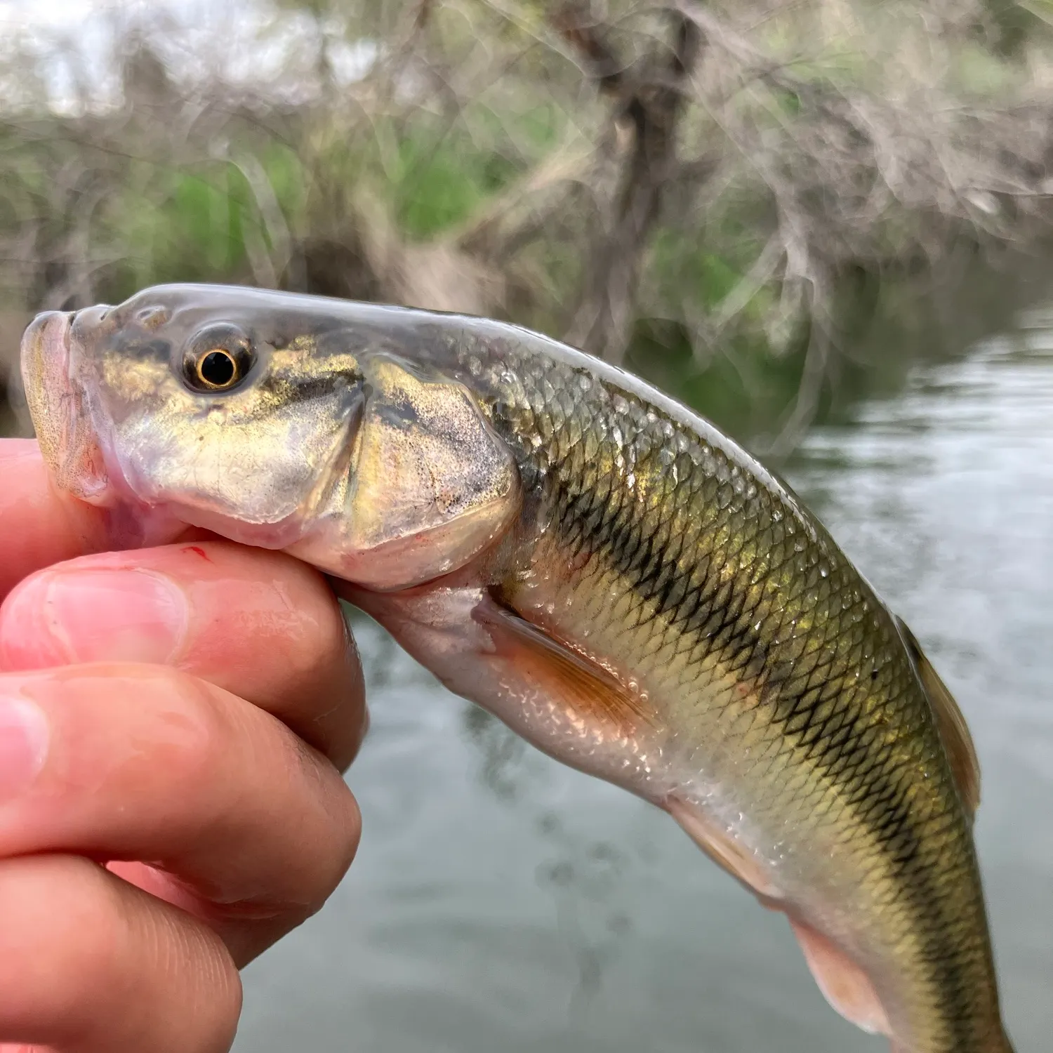 The most recent Hornyhead chub catches on Fishbrain
