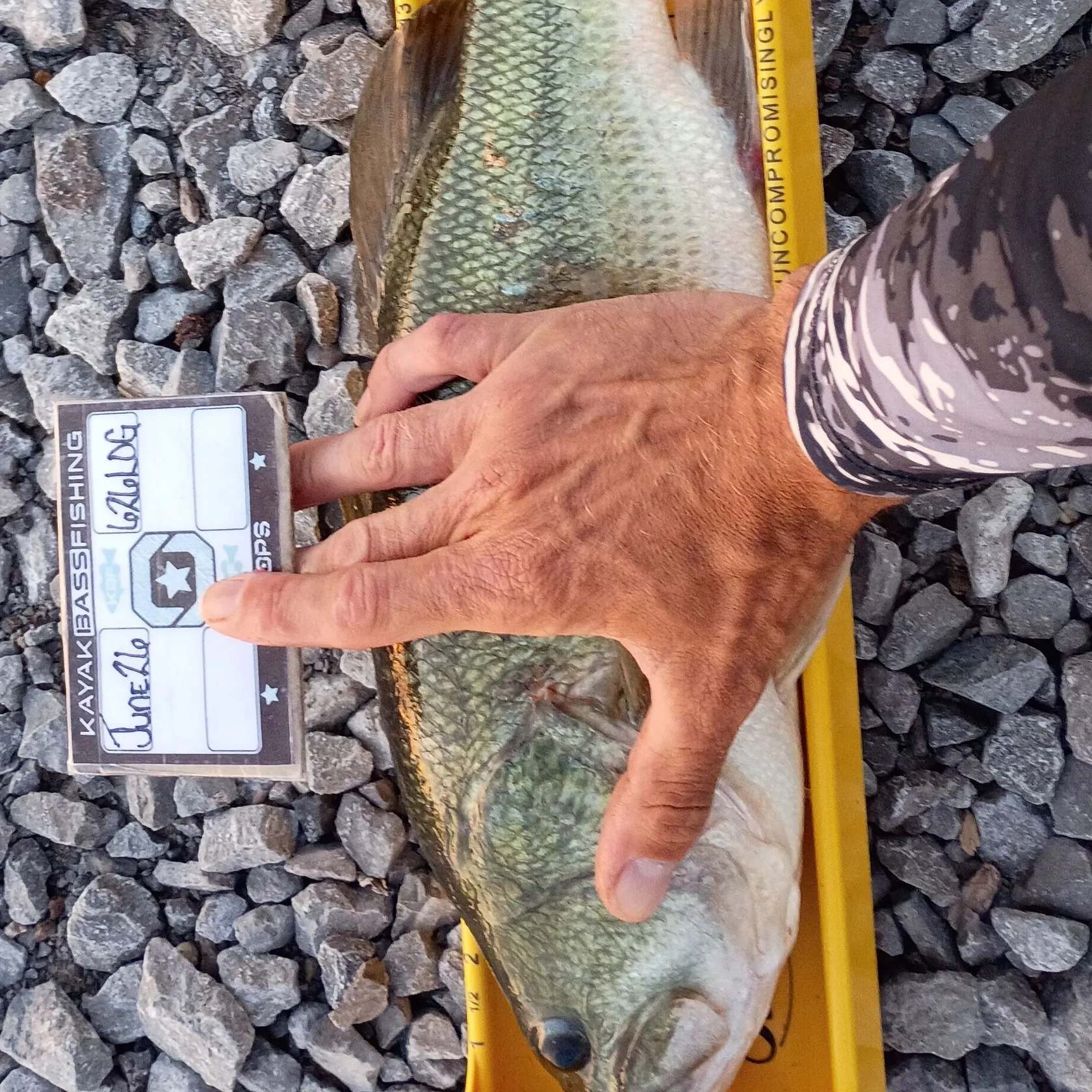 recently logged catches