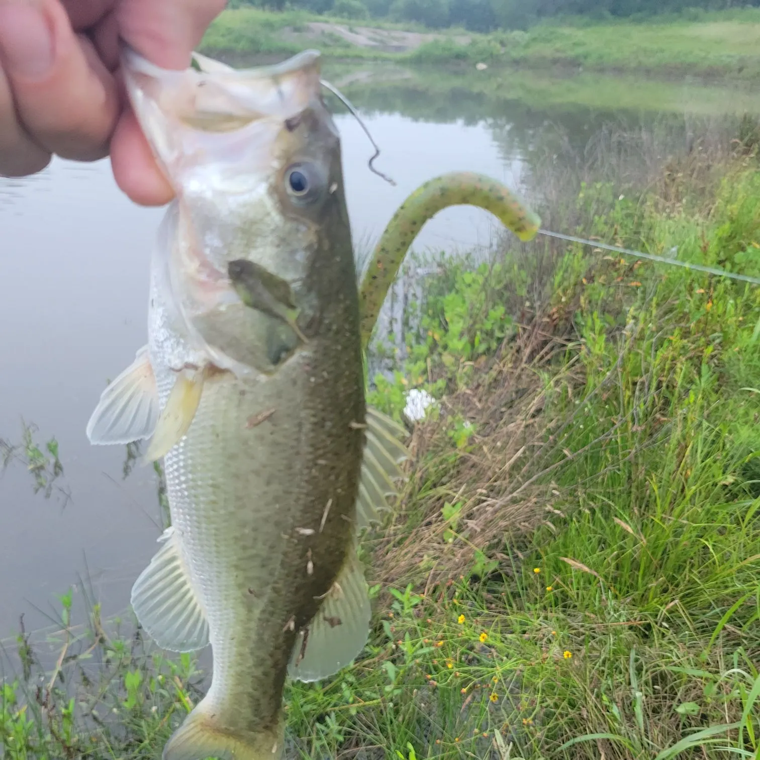 The most recent Largemouth bass catches on Fishbrain