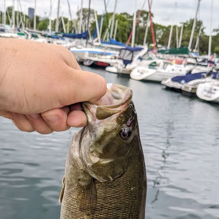 Smallmouth bass caught on Fishbrain