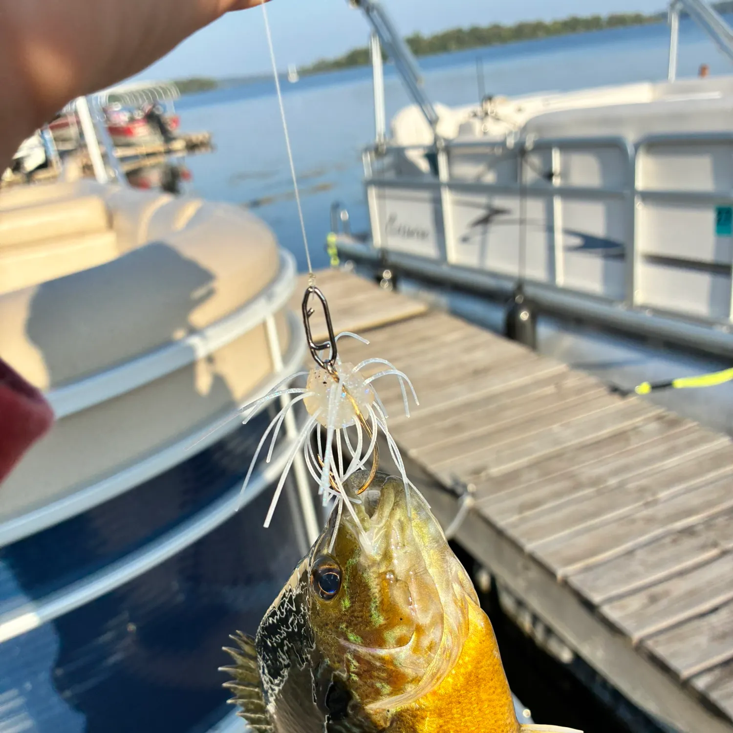 Greengill hybrid caught on Fishbrain
