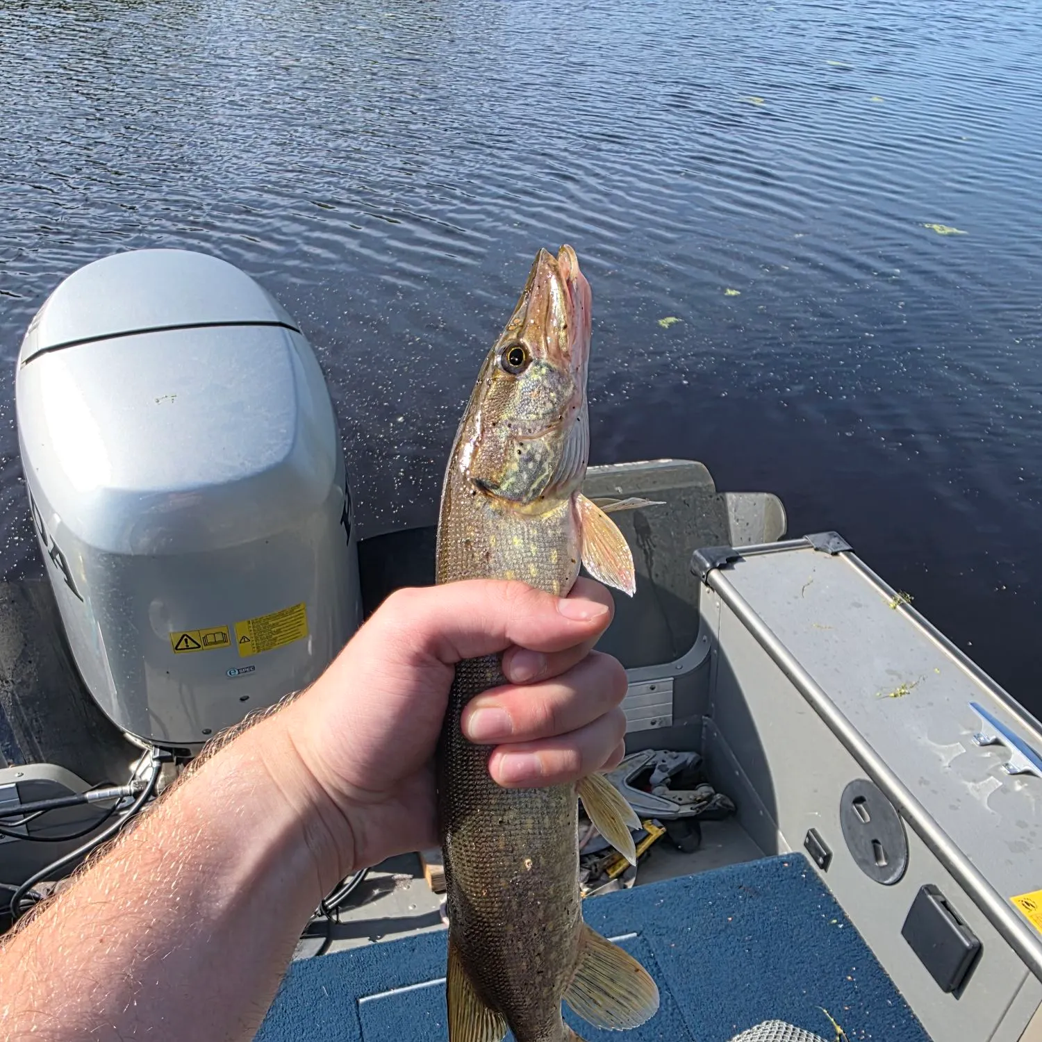 Northern pike caught on Fishbrain