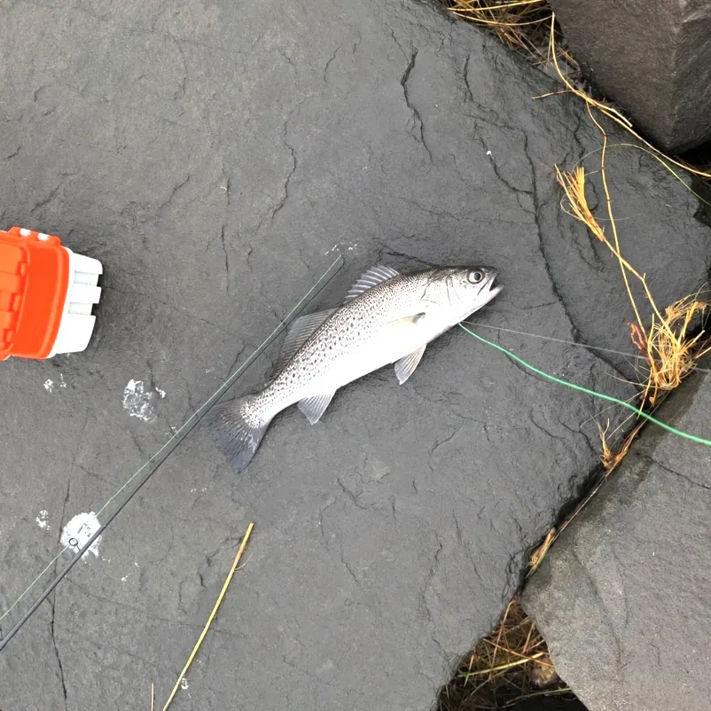 Gray weakfish caught on Fishbrain