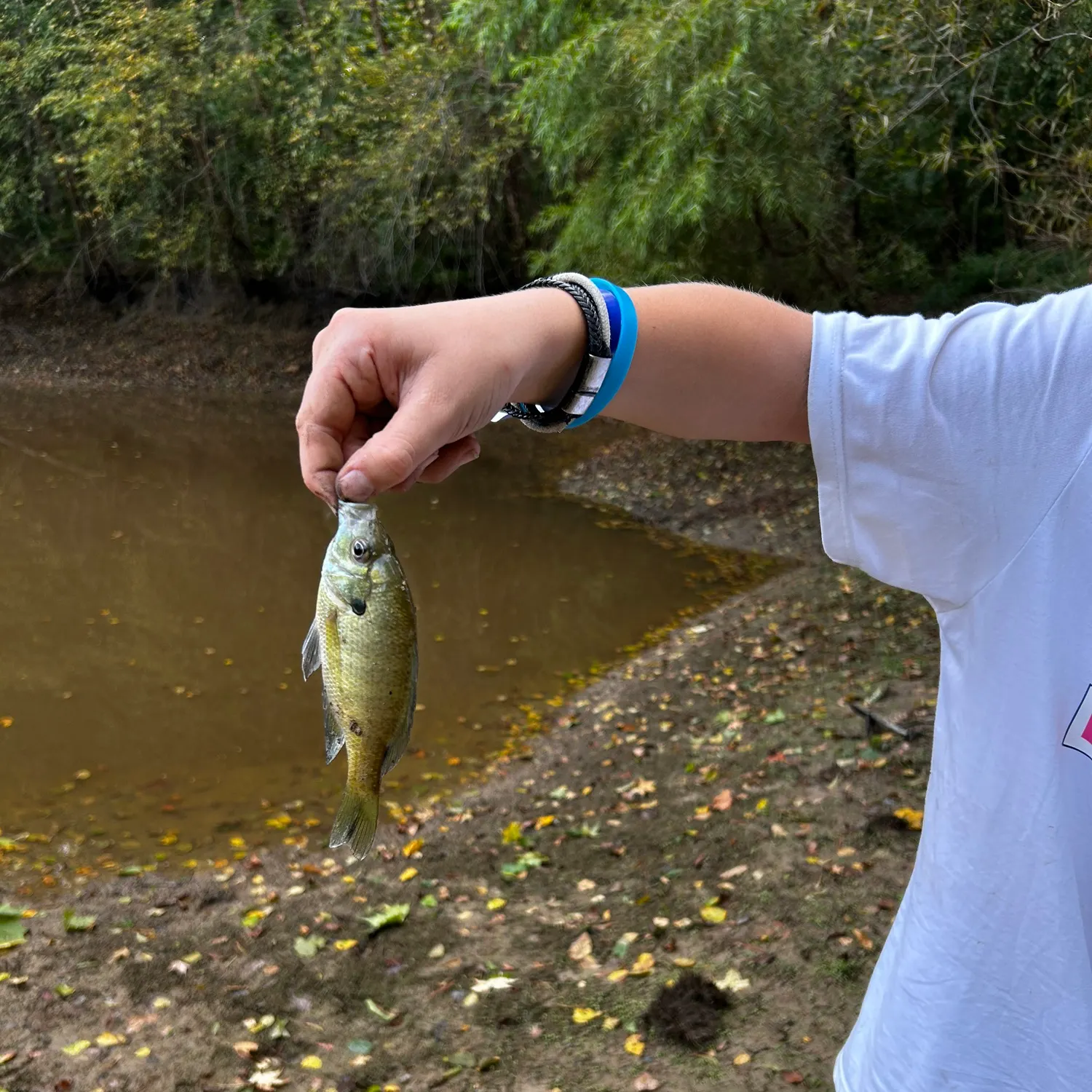 Crevalle jack caught on Fishbrain