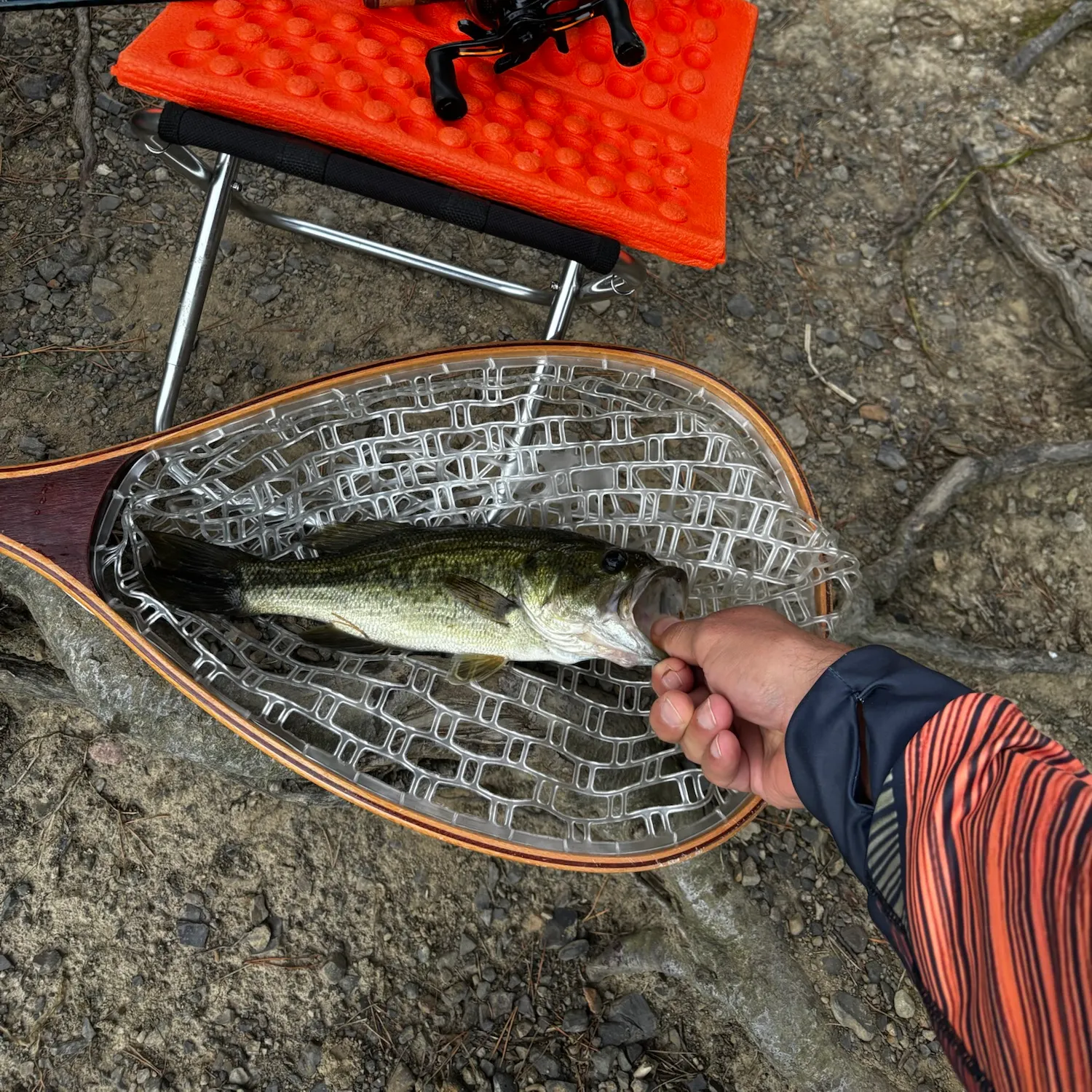 Largemouth bass caught on Fishbrain