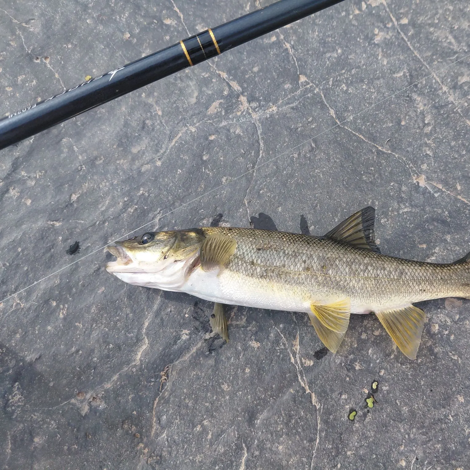 Northern pikeminnow caught on Fishbrain