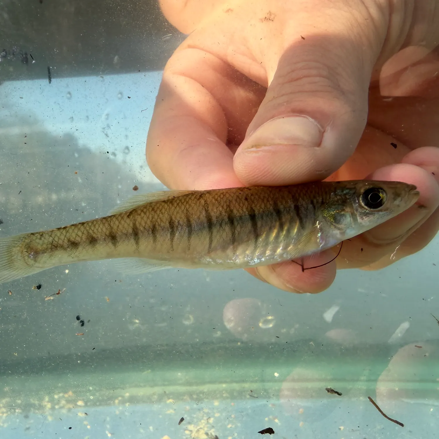 The most recent Banded killifish catches on Fishbrain