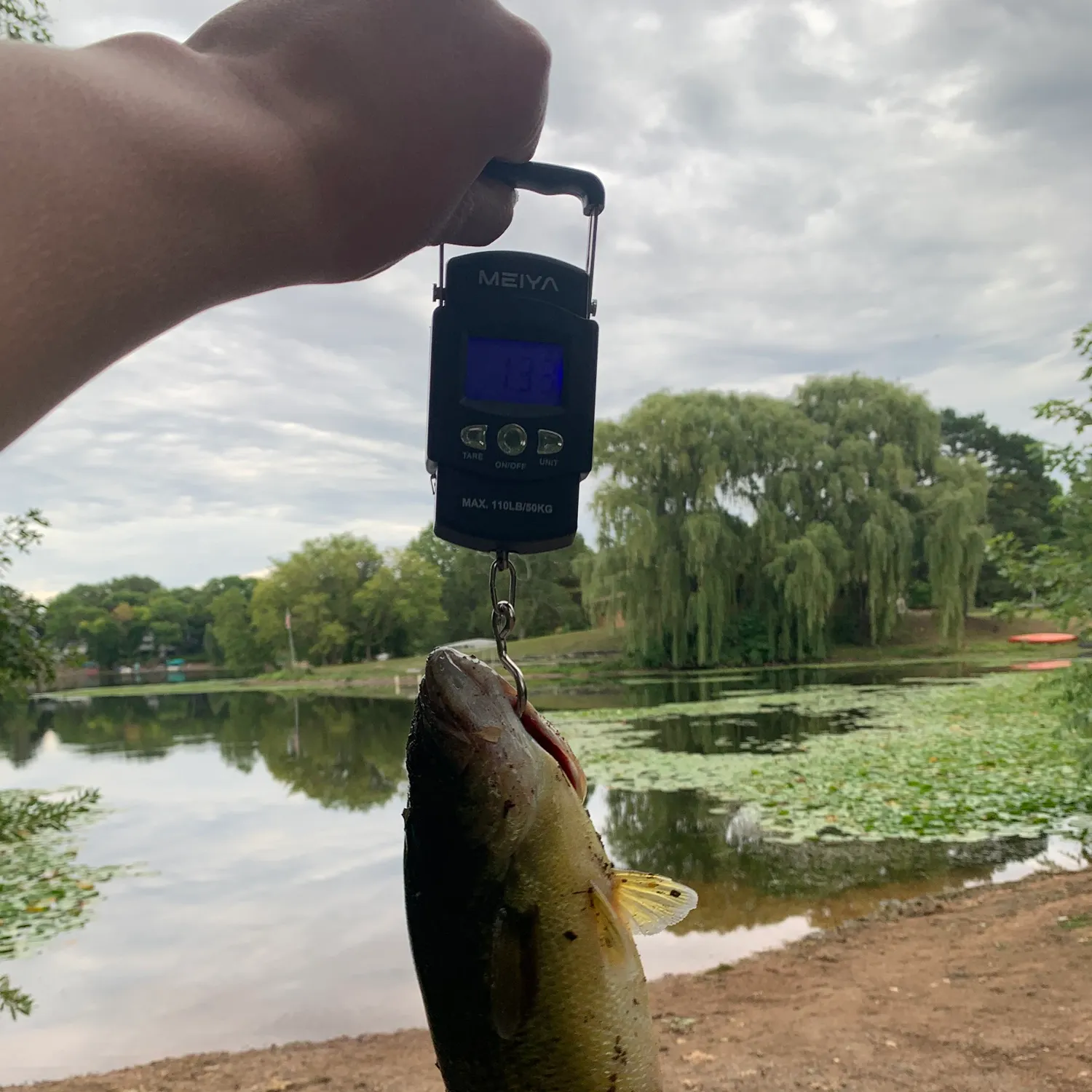 Largemouth bass caught on Fishbrain
